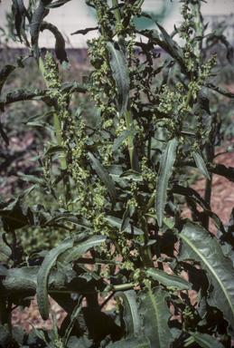 APII jpeg image of Rumex crispus  © contact APII