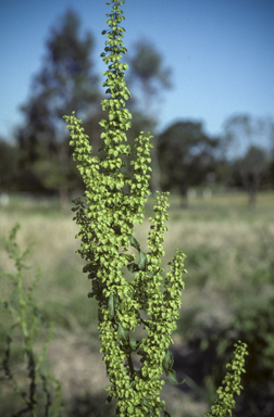 APII jpeg image of Rumex crispus  © contact APII