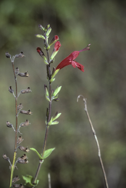 APII jpeg image of Salvia coccinea  © contact APII