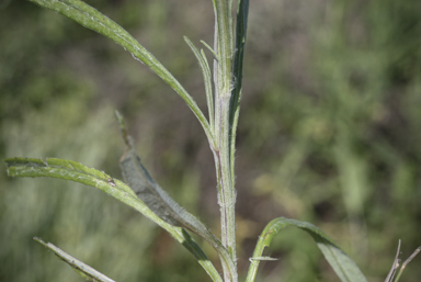 APII jpeg image of Senecio quadridentatus  © contact APII