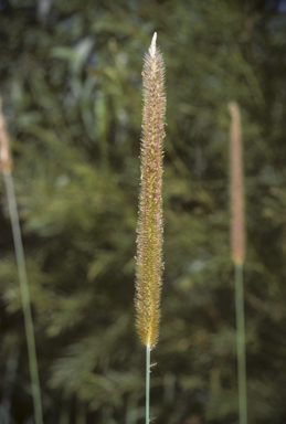 APII jpeg image of Setaria sphacelata  © contact APII