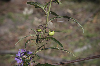 APII jpeg image of Solanum amblymerum  © contact APII
