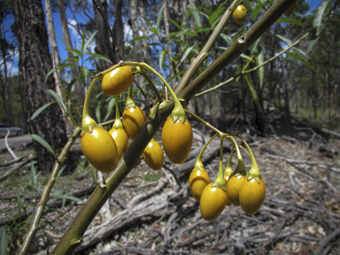 APII jpeg image of Solanum aviculare  © contact APII