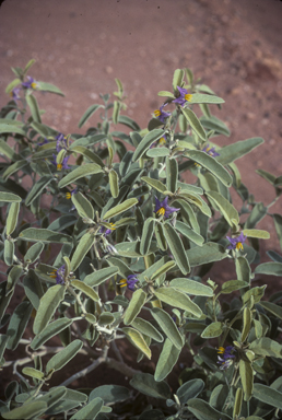 APII jpeg image of Solanum centrale  © contact APII