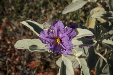 APII jpeg image of Solanum chippendalei  © contact APII