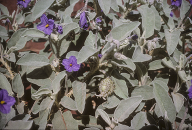 APII jpeg image of Solanum chippendalei  © contact APII