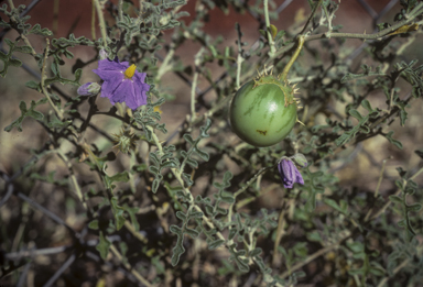 APII jpeg image of Solanum diversiflorum  © contact APII