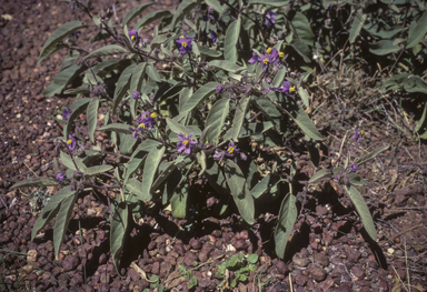 APII jpeg image of Solanum ellipticum  © contact APII