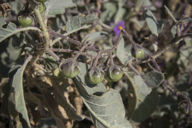 APII jpeg image of Solanum ellipticum  © contact APII