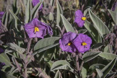 APII jpeg image of Solanum ellipticum  © contact APII