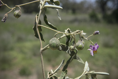 APII jpeg image of Solanum esuriale  © contact APII