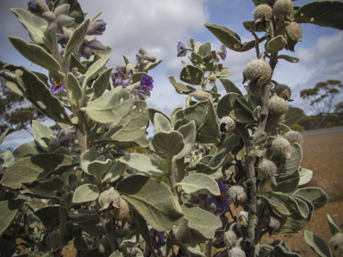 APII jpeg image of Solanum lasiophyllum  © contact APII