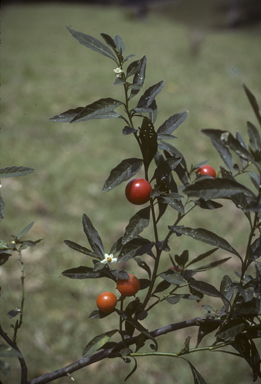 APII jpeg image of Solanum pseudocapsicum  © contact APII