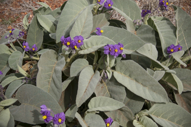 APII jpeg image of Solanum quadriloculatum  © contact APII