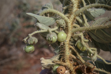APII jpeg image of Solanum quadriloculatum  © contact APII