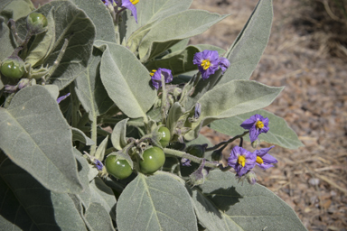 APII jpeg image of Solanum quadriloculatum  © contact APII