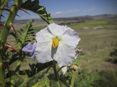 APII jpeg image of Solanum sisymbriifolium  © contact APII