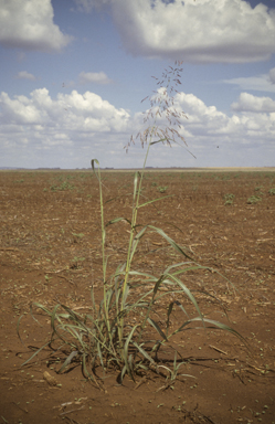 APII jpeg image of Sorghum halepense  © contact APII