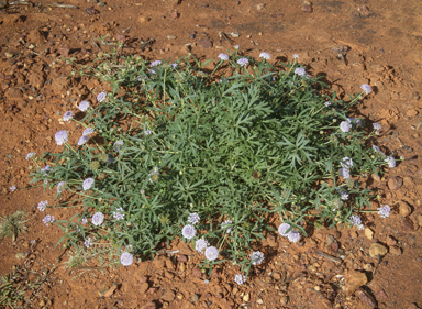 APII jpeg image of Trachymene cyanantha  © contact APII