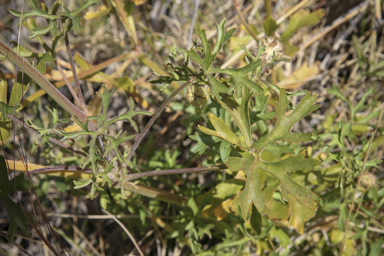 APII jpeg image of Trachymene glaucifolia  © contact APII