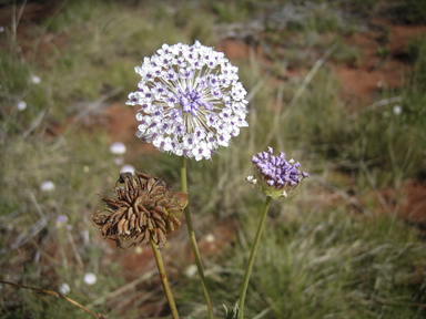 APII jpeg image of Trachymene glaucifolia  © contact APII