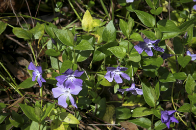 APII jpeg image of Vinca major  © contact APII