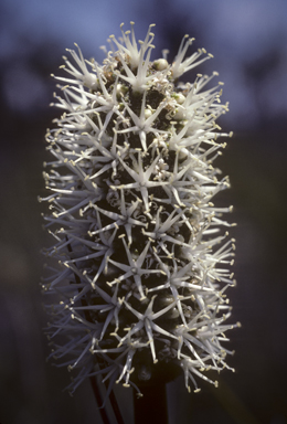 APII jpeg image of Xanthorrhoea fulva  © contact APII