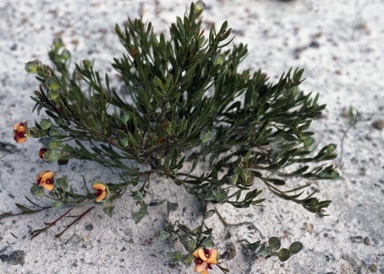 APII jpeg image of Daviesia alternifolia  © contact APII