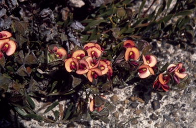 APII jpeg image of Daviesia alternifolia  © contact APII