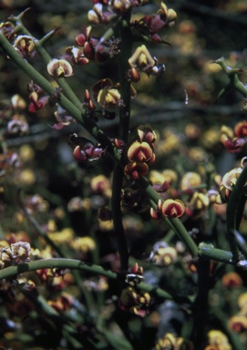 APII jpeg image of Daviesia benthamii subsp. acanthoclona  © contact APII