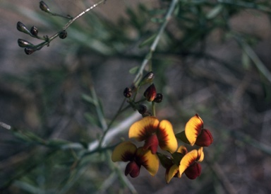 APII jpeg image of Daviesia bursarioides  © contact APII