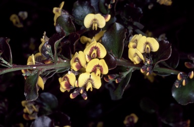 APII jpeg image of Daviesia buxifolia  © contact APII