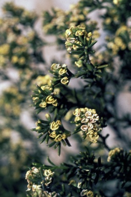 APII jpeg image of Daviesia campephylla  © contact APII