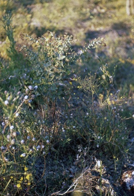 APII jpeg image of Daviesia  cordata  © contact APII