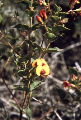 APII jpeg image of Daviesia crenulata  © contact APII