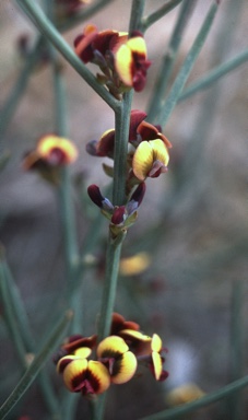 APII jpeg image of Daviesia debilior subsp. debilior  © contact APII