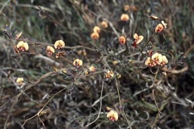 APII jpeg image of Daviesia elongata subsp. implexa  © contact APII