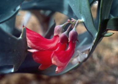 APII jpeg image of Daviesia epiphyllum  © contact APII