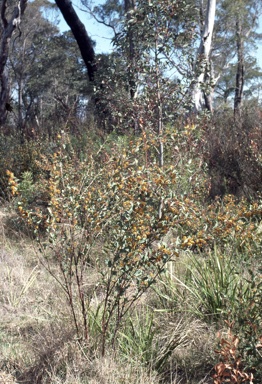APII jpeg image of Daviesia latifolia  © contact APII