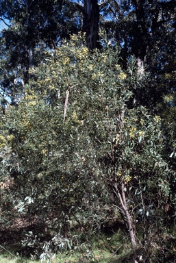 APII jpeg image of Daviesia laxiflora  © contact APII