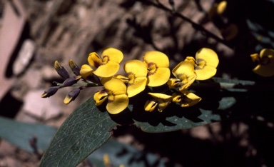 APII jpeg image of Daviesia laxiflora  © contact APII