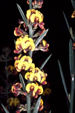 APII jpeg image of Daviesia leptophylla  © contact APII