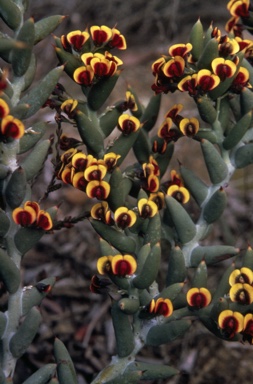 APII jpeg image of Daviesia pachyphylla  © contact APII