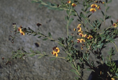 APII jpeg image of Daviesia pedunculata  © contact APII