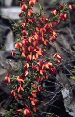 APII jpeg image of Daviesia polyphylla  © contact APII