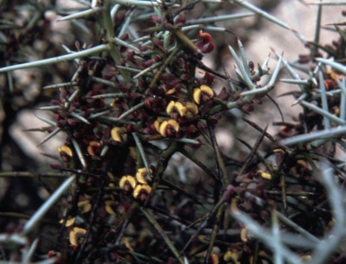 APII jpeg image of Daviesia  purpurascens  © contact APII