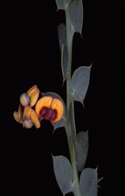 APII jpeg image of Daviesia quadrilatera   © contact APII
