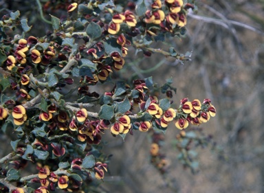 APII jpeg image of Daviesia rhombifolia  © contact APII