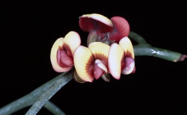 APII jpeg image of Daviesia sarissa subsp. sarissa  © contact APII