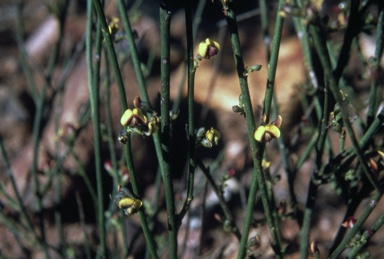 APII jpeg image of Daviesia scoparia  © contact APII